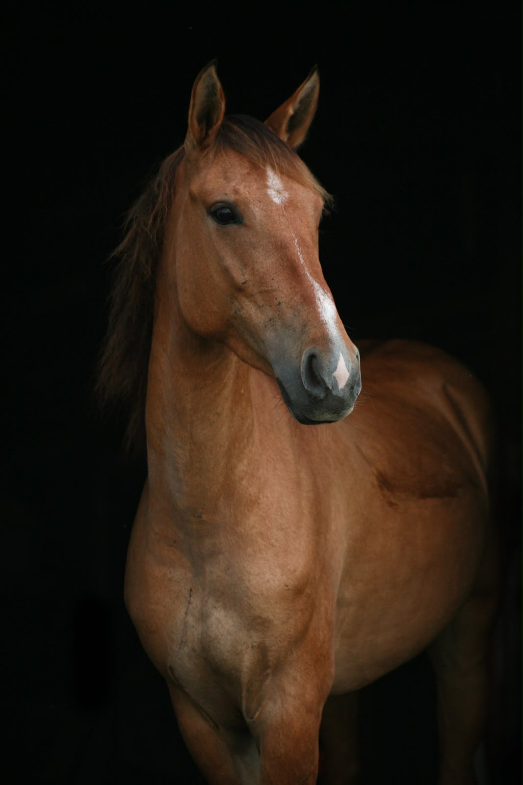 Animal